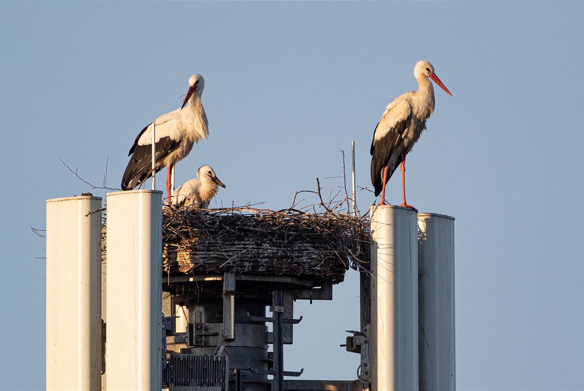 A1 Storchenfamilie 