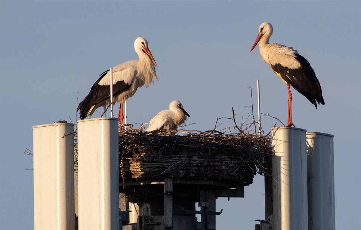 A1 Storchenfamilie 